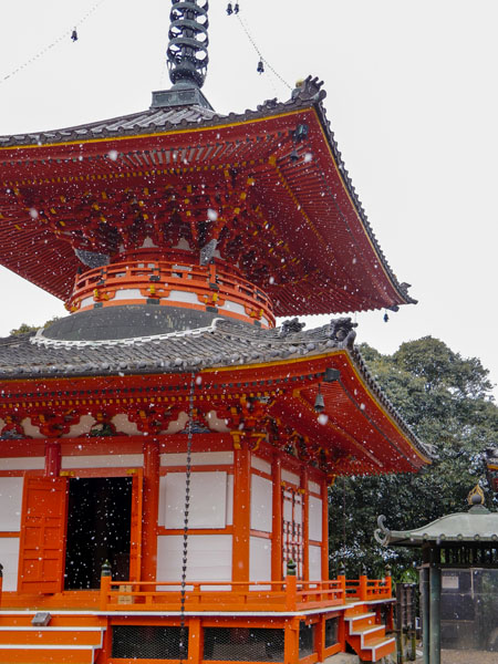 名古屋貓寺龍泉寺遊記:貓之日雪中造訪,等到親人的虎斑寺貓 16 1117 1360449