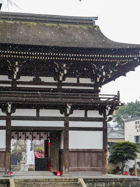 名古屋貓寺龍泉寺遊記:貓之日雪中造訪,等到親人的虎斑寺貓 14 1117 1360451