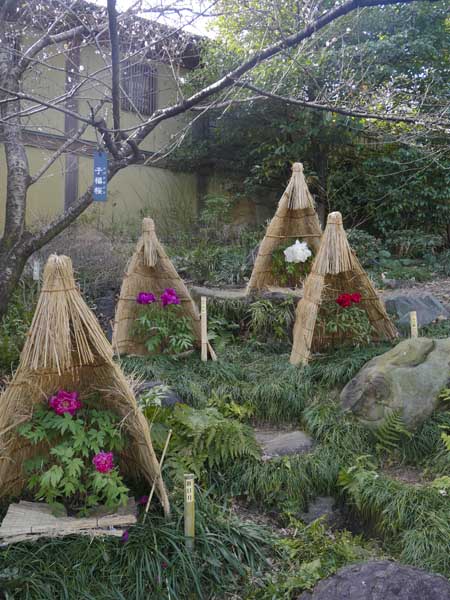 名古屋德川園女兒節冬日散策:流雛儀式與冬牡丹風景 14 1117 1370126 1