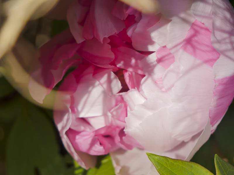 名古屋德川園女兒節冬日散策:流雛儀式與冬牡丹風景 18 1117 1370169