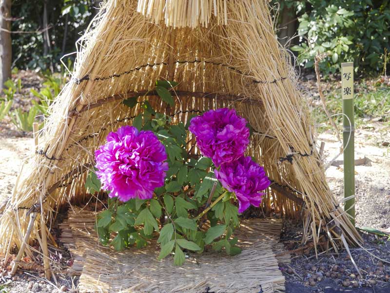 名古屋德川園女兒節冬日散策:流雛儀式與冬牡丹風景 1 1117 1370171