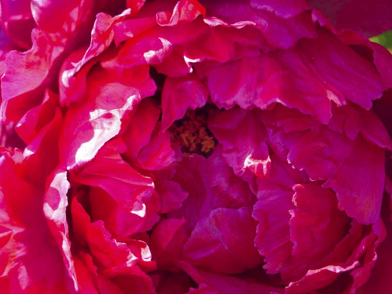 名古屋德川園女兒節冬日散策:流雛儀式與冬牡丹風景 19 1117 1370192