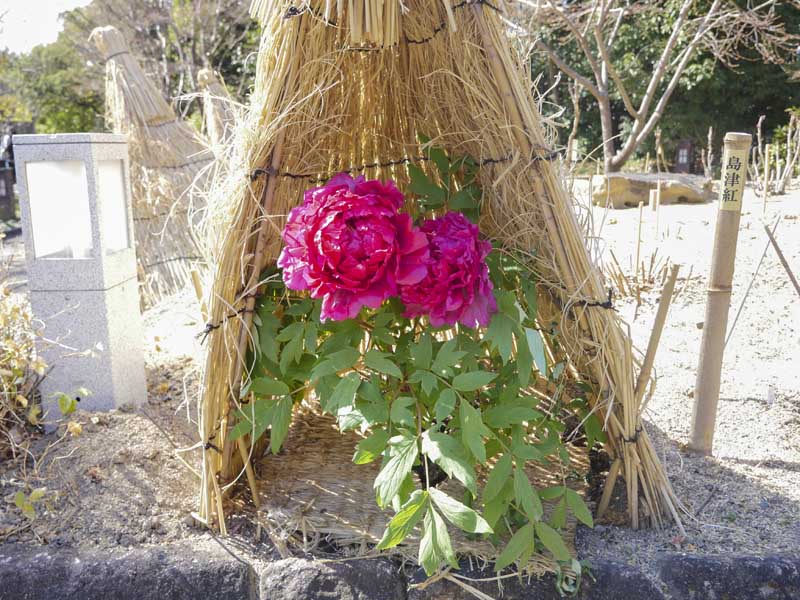 名古屋德川園女兒節冬日散策:流雛儀式與冬牡丹風景 17 1117 1370194