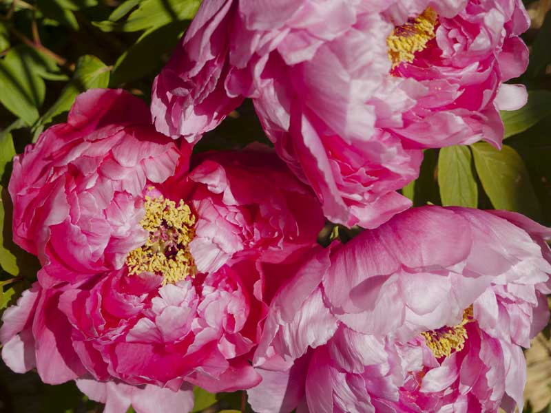 名古屋德川園女兒節冬日散策:流雛儀式與冬牡丹風景 15 1117 1370202