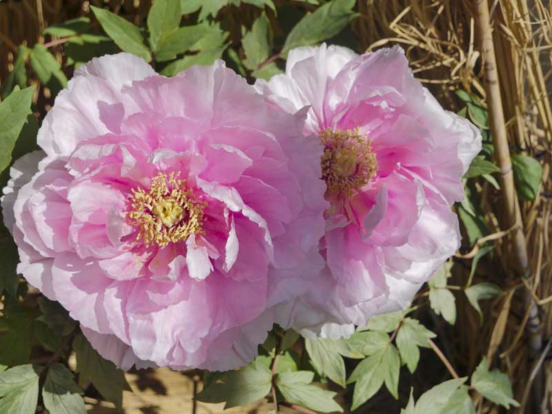 名古屋德川園女兒節冬日散策:流雛儀式與冬牡丹風景 16 1117 1370220