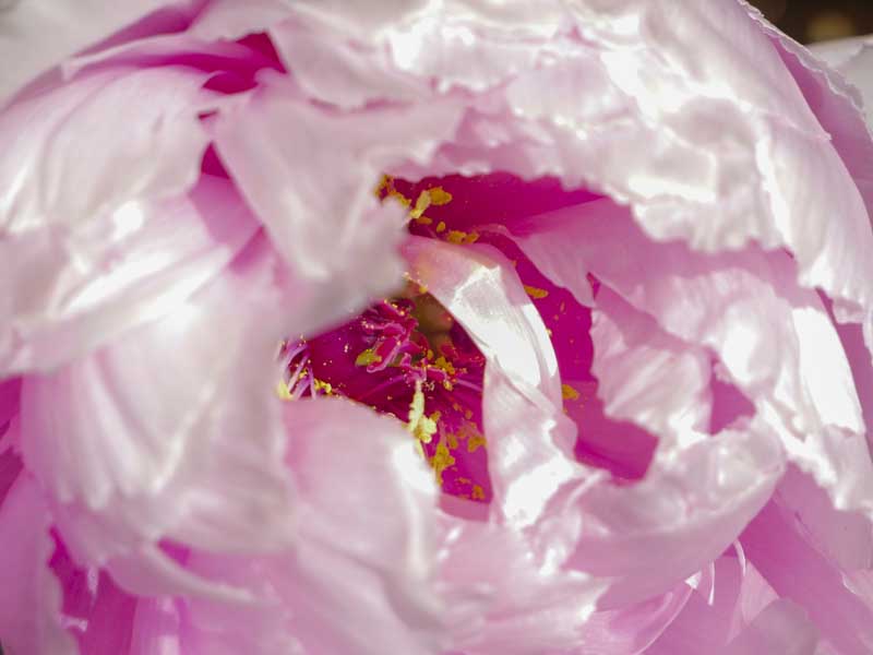 名古屋德川園女兒節冬日散策:流雛儀式與冬牡丹風景 24 1117 1370233