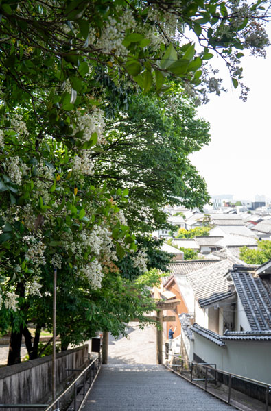 倉敷阿智神社散策,花纏守、紫藤花與從高處俯瞰的美觀地區 5 20240524 P1270022